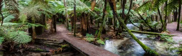 Things to Do in Rotorua in Summer